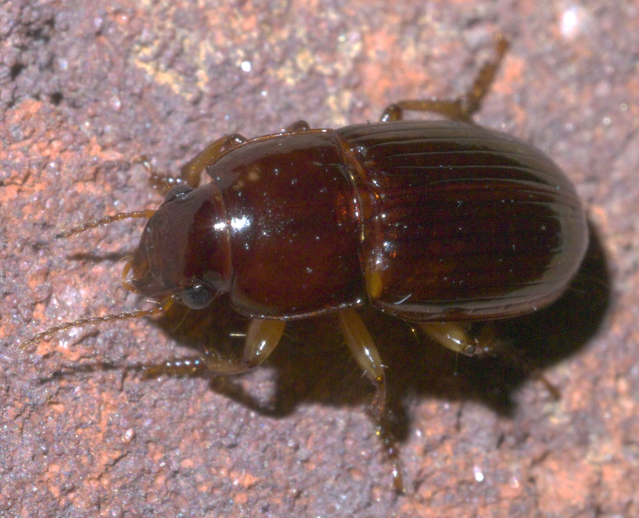 Sivun Harpalus (Harpalus) gravis Le Conte 1858 kuva