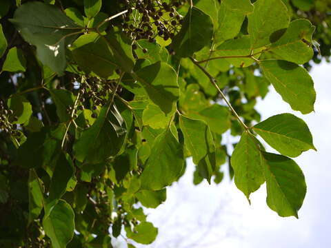 Image of Javanese bishopwood