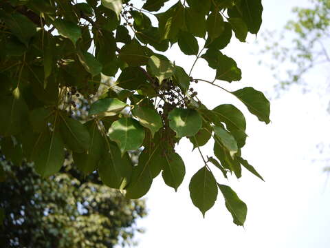 Image of Javanese bishopwood