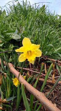 Image of daffodil