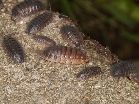 Image of common rough woodlouse