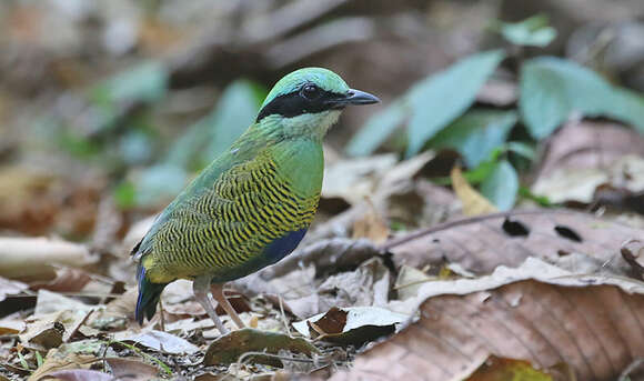 Image of Bar-bellied Pitta