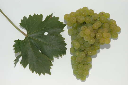 Image of wine grape