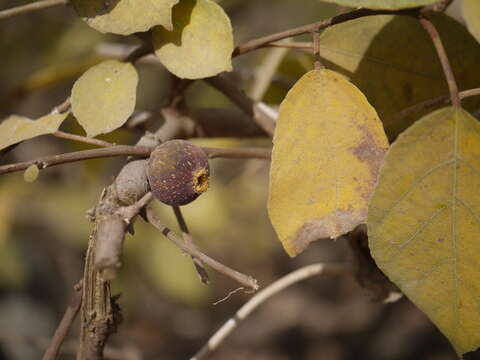 Ficus exasperata Vahl的圖片