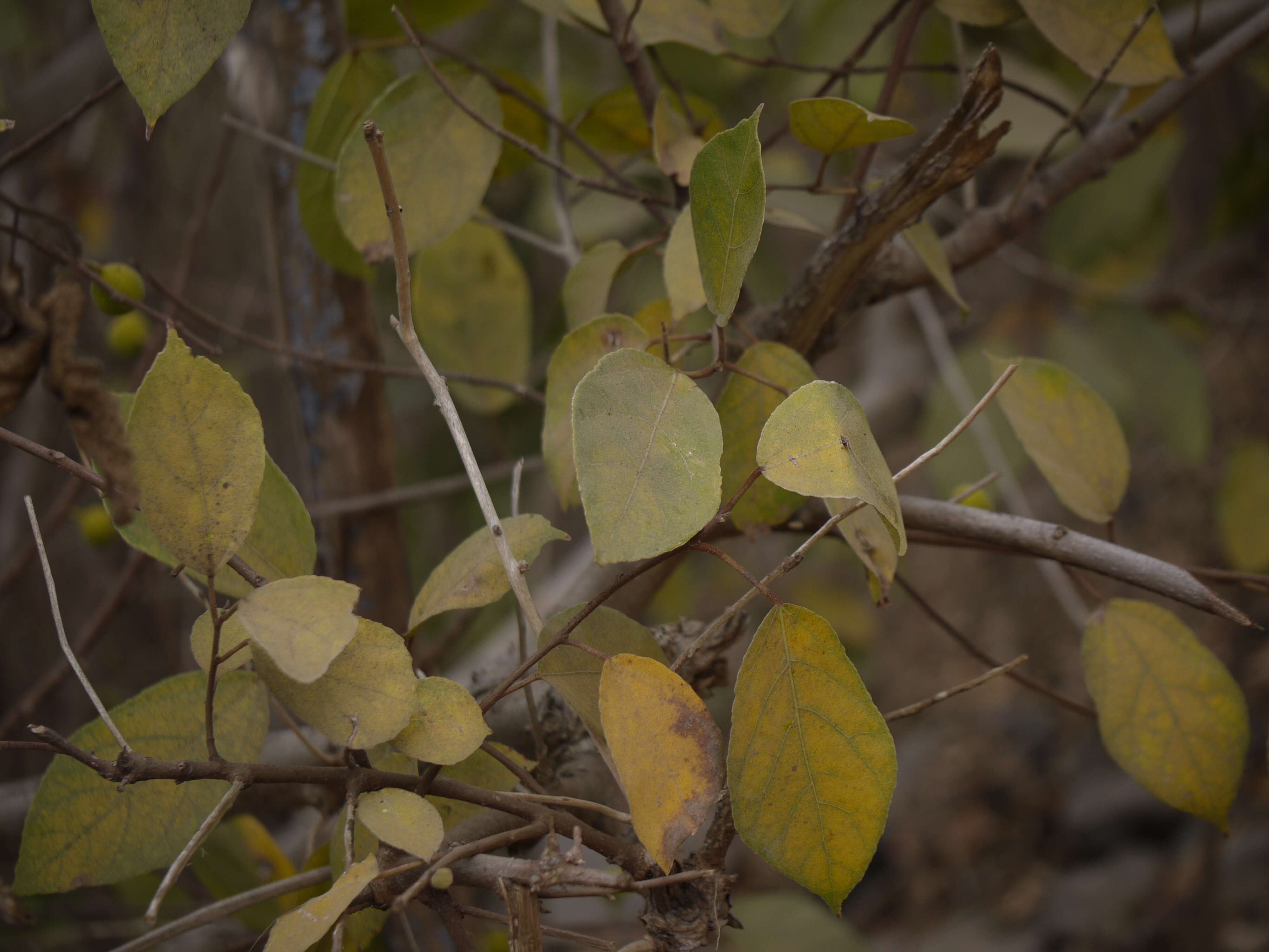 Ficus exasperata Vahl的圖片