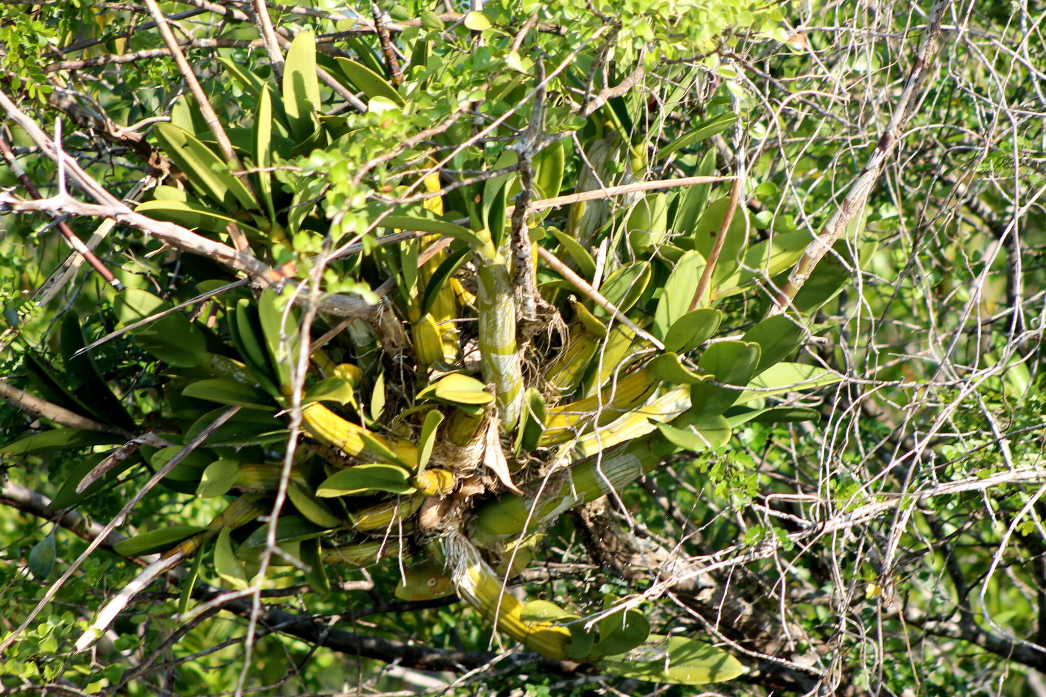 Myrmecophila tibicinis (Bateman ex Lindl.) Rolfe resmi