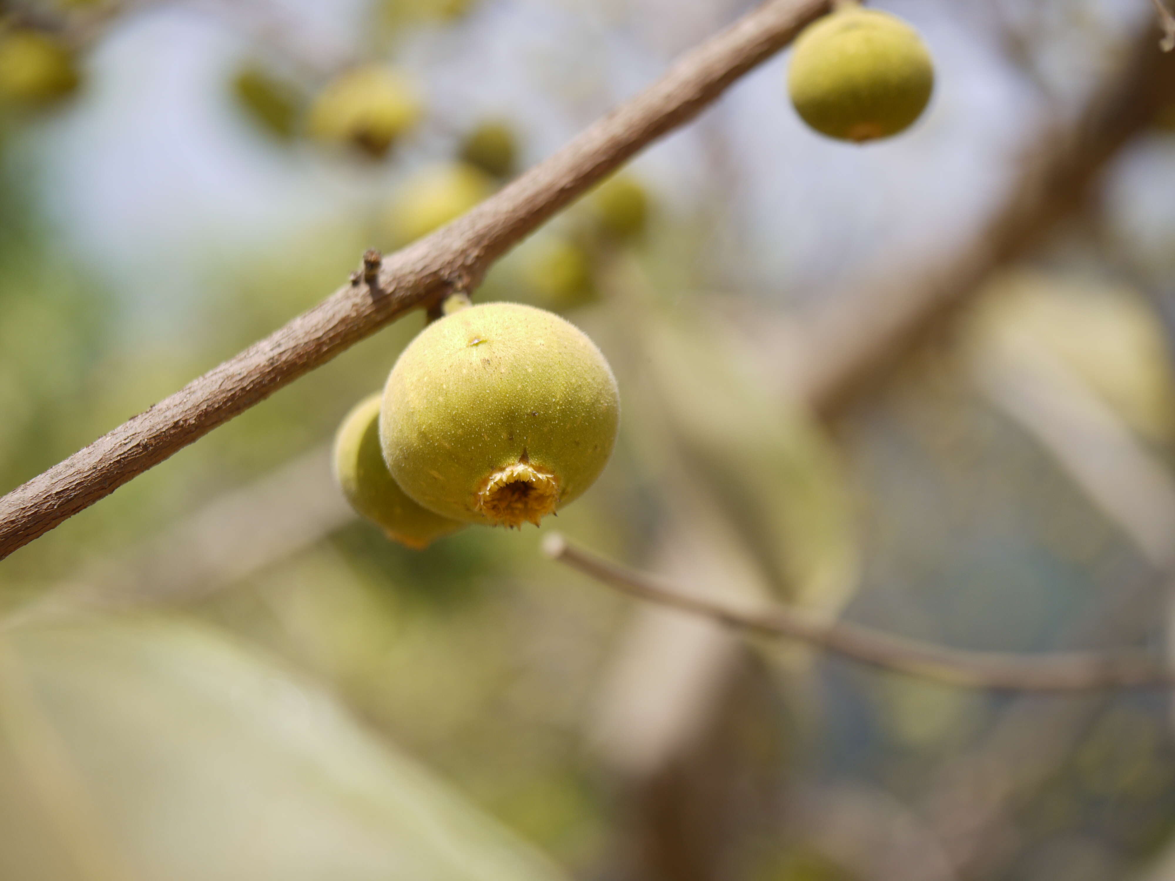 Ficus exasperata Vahl的圖片