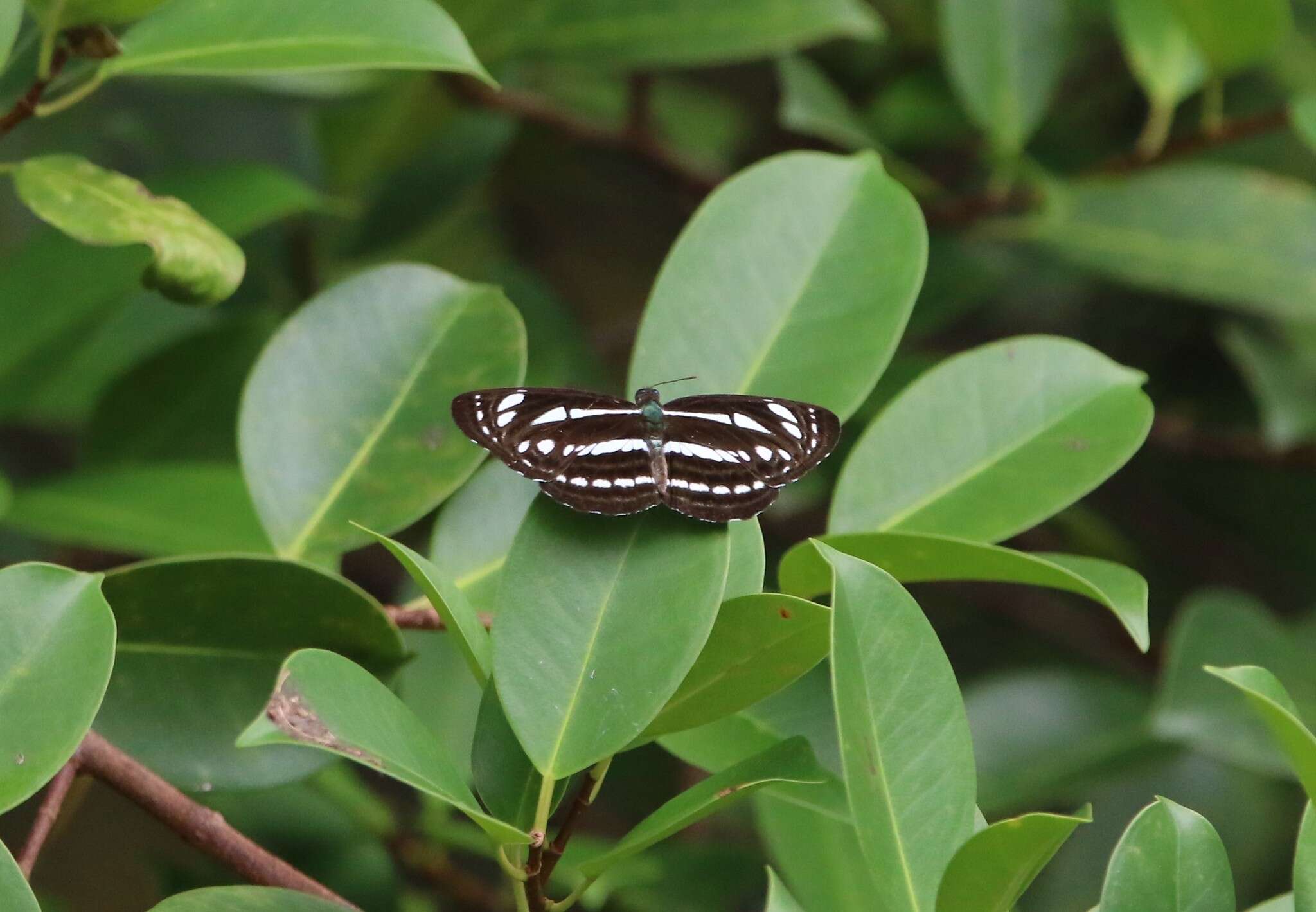 Image of Neptis leucoporus cresina