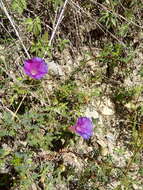 Image of silky morning-glory