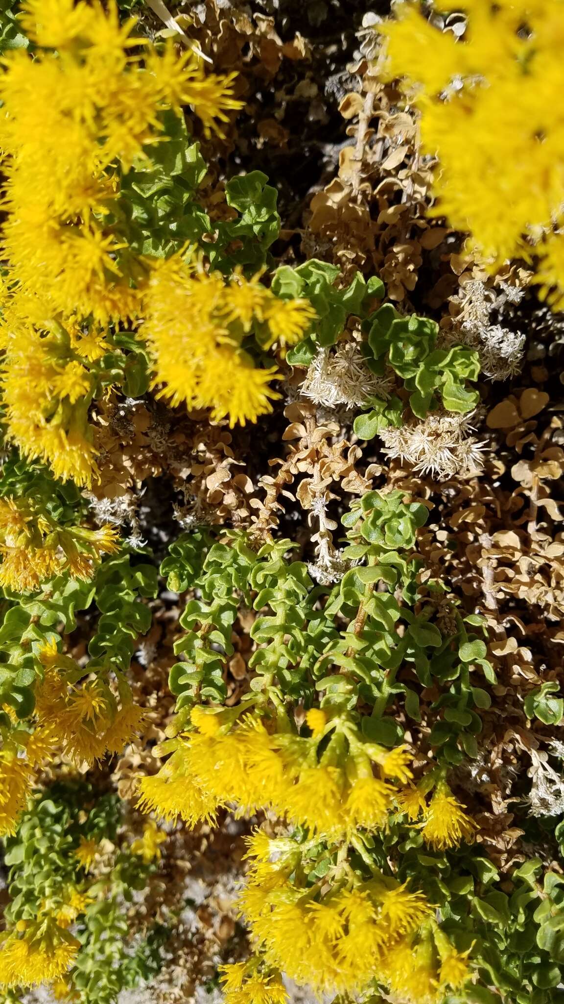 Image of Rock Goldenbush