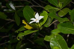 Image of Gardenia urvillei Montrouz.