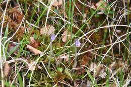 Imagem de Pinguicula villosa L.