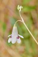 Image of Conanthera trimaculata (D. Don) F. Meigen