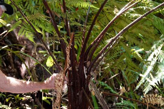 Image of Dicksonia youngiae C. Moore