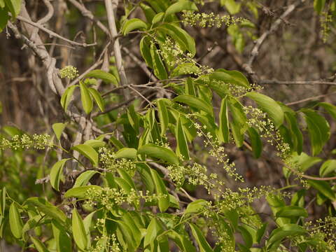 Image of Oriental bittersweet