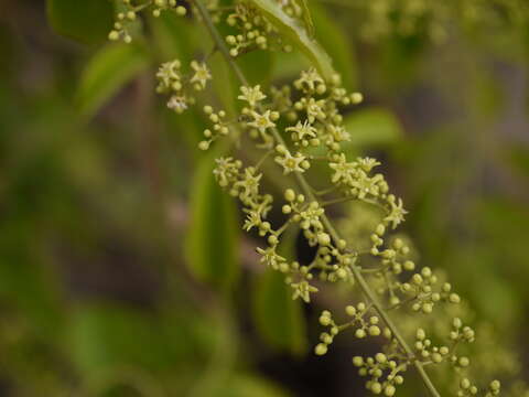 Celastrus paniculatus Willd. resmi