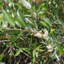 Salix monticola Bebb的圖片