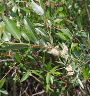 Imagem de Salix monticola Bebb