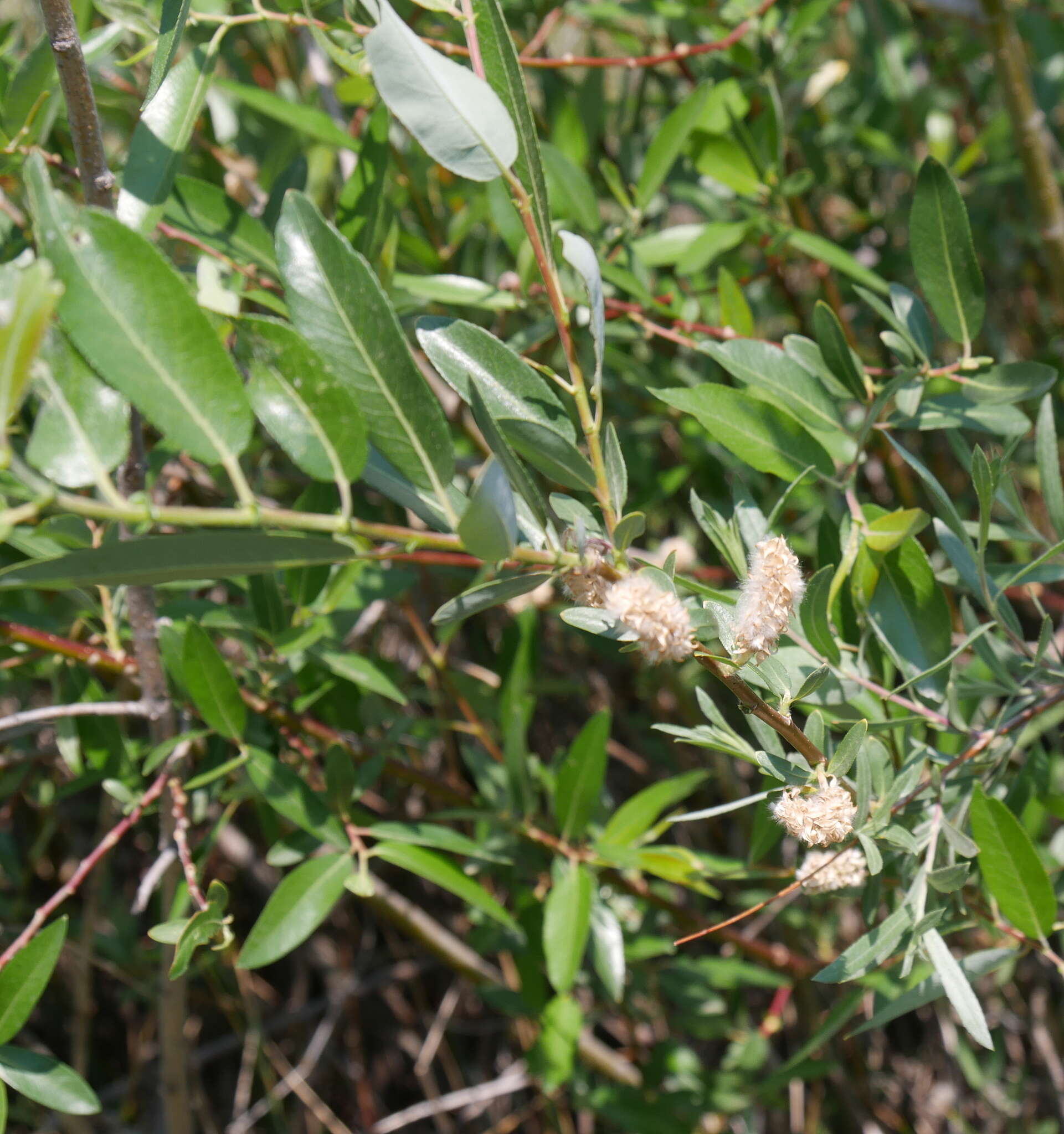 Sivun Salix monticola Bebb kuva