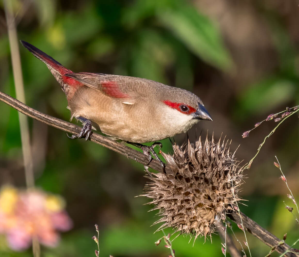 Image of Crimson-rumped Waxbill