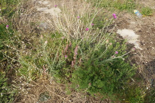 Image of Orobanche pubescens Dum.-Urville