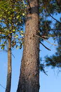 Image of Lawson's Pine