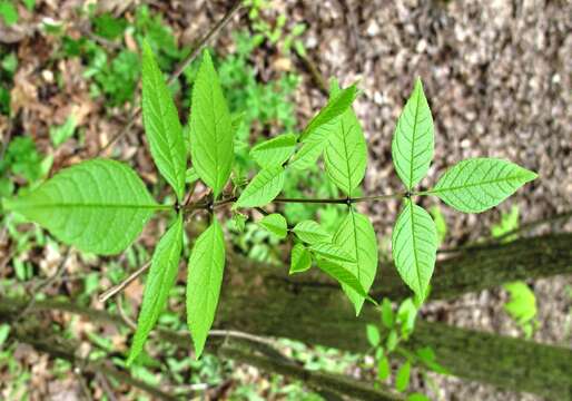 Image of blue ash