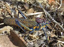 Plancia ëd Phymateus (Phymateus) saxosus Coquerel 1861