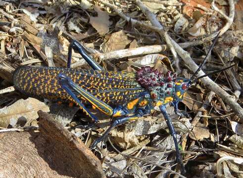 Image of Rainbow Milkweed Locust