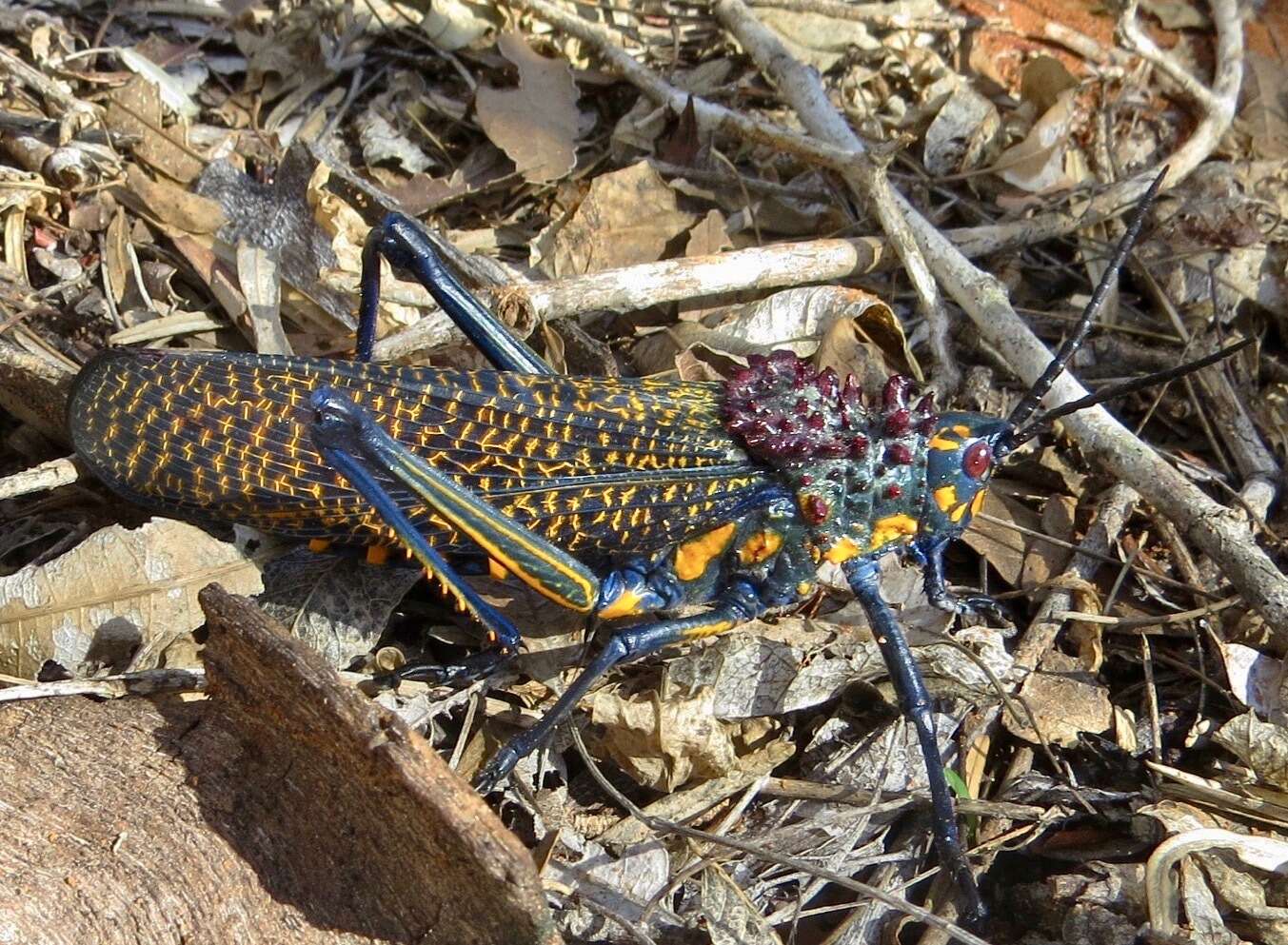 صورة Phymateus (Phymateus) saxosus Coquerel 1861