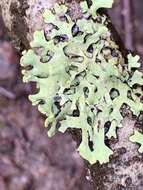 Image of sinuous hypotrachyna lichen