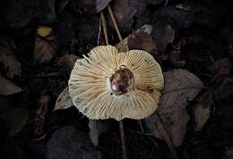 Image of Russula fuegiana Singer 1950