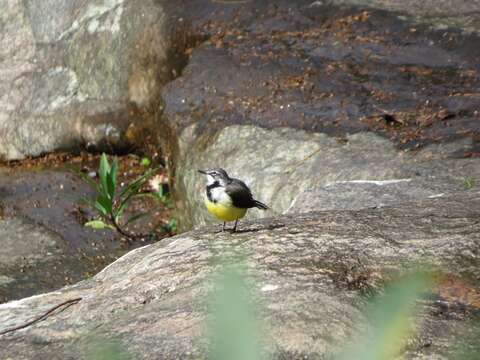 Image of Madagascan Wagtail