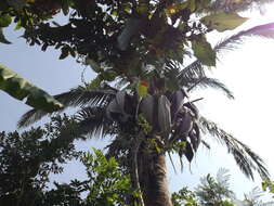 Image of cohune palm