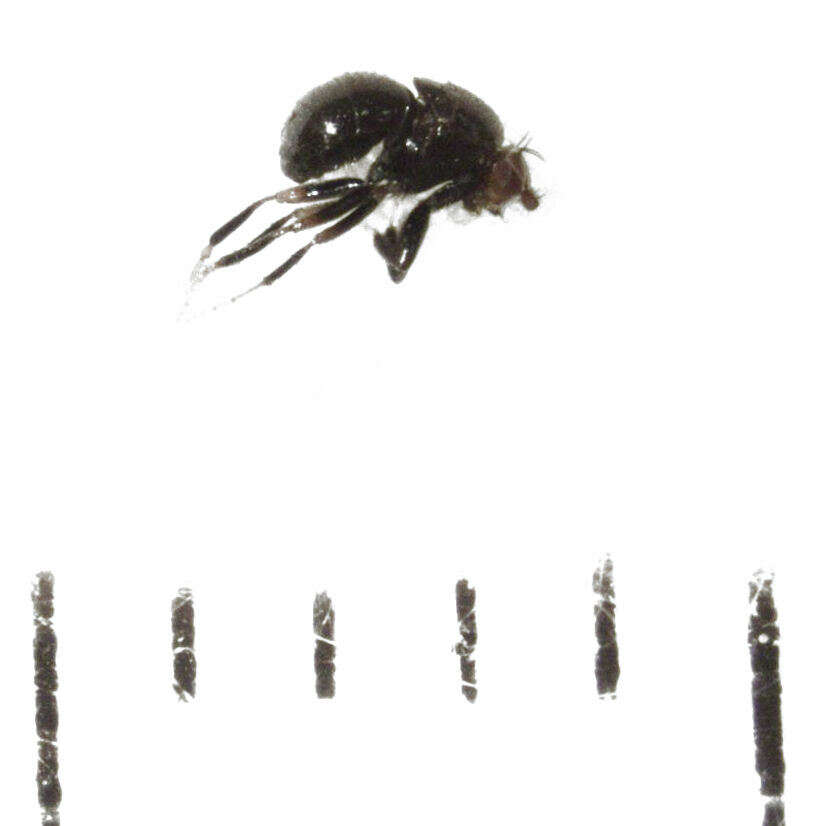 Image of Howickia trilineata (Hutton 1901)