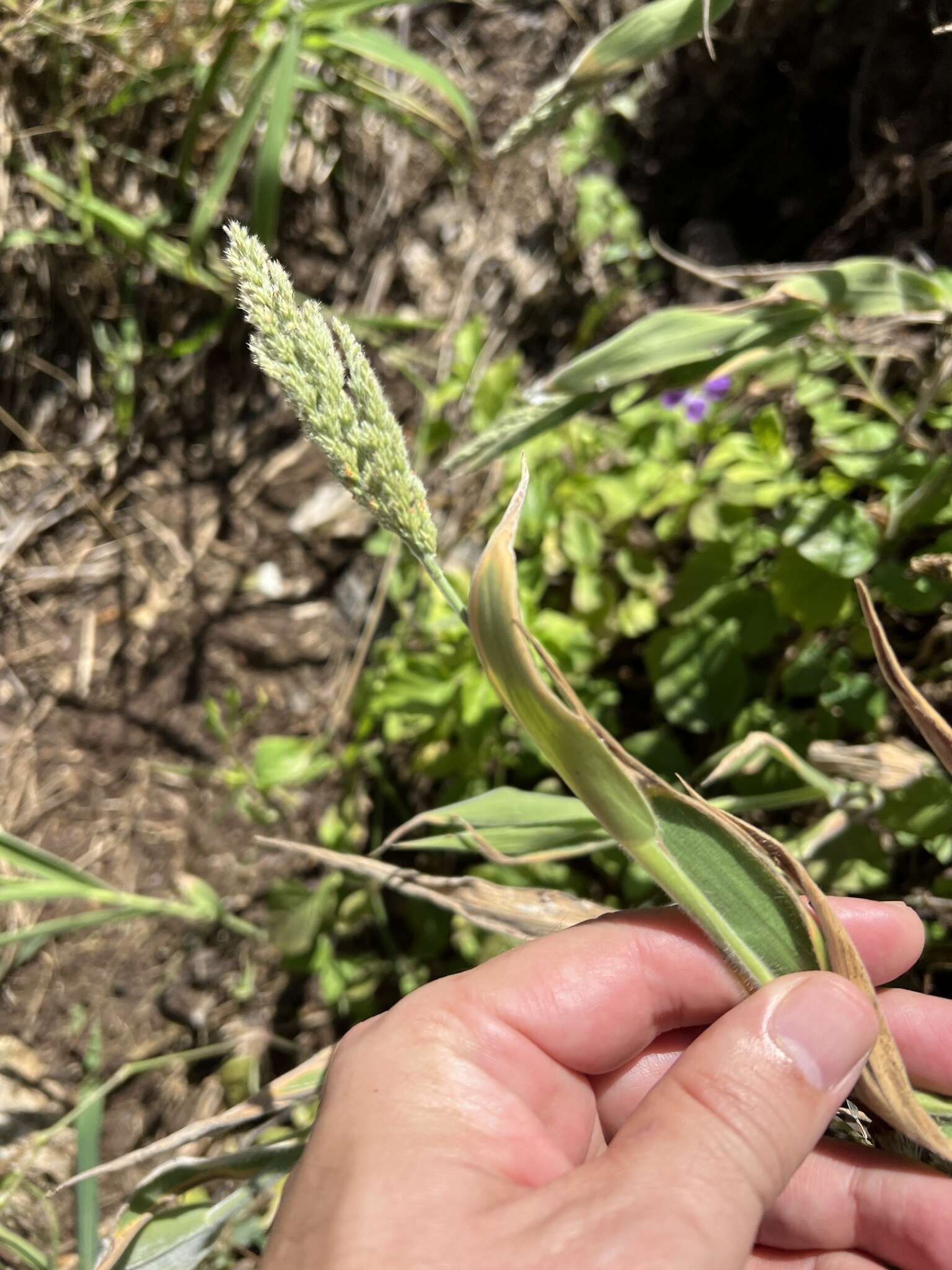 صورة Panicum torridum Gaudich.