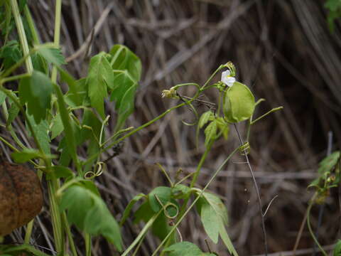 Image of balloon vine