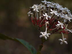 Image of ixora