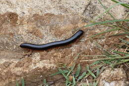 Image of an order of millipedes