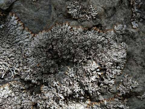 Image of Brodoa intestiniformis (Vill.) Goward