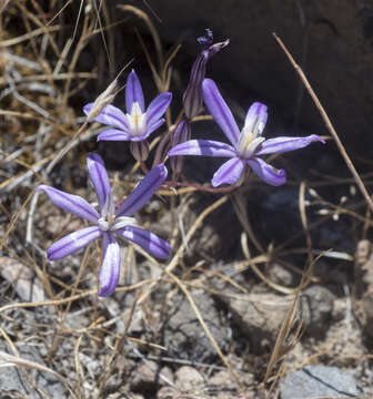 Sivun Brodiaea minor (Benth.) S. Watson kuva