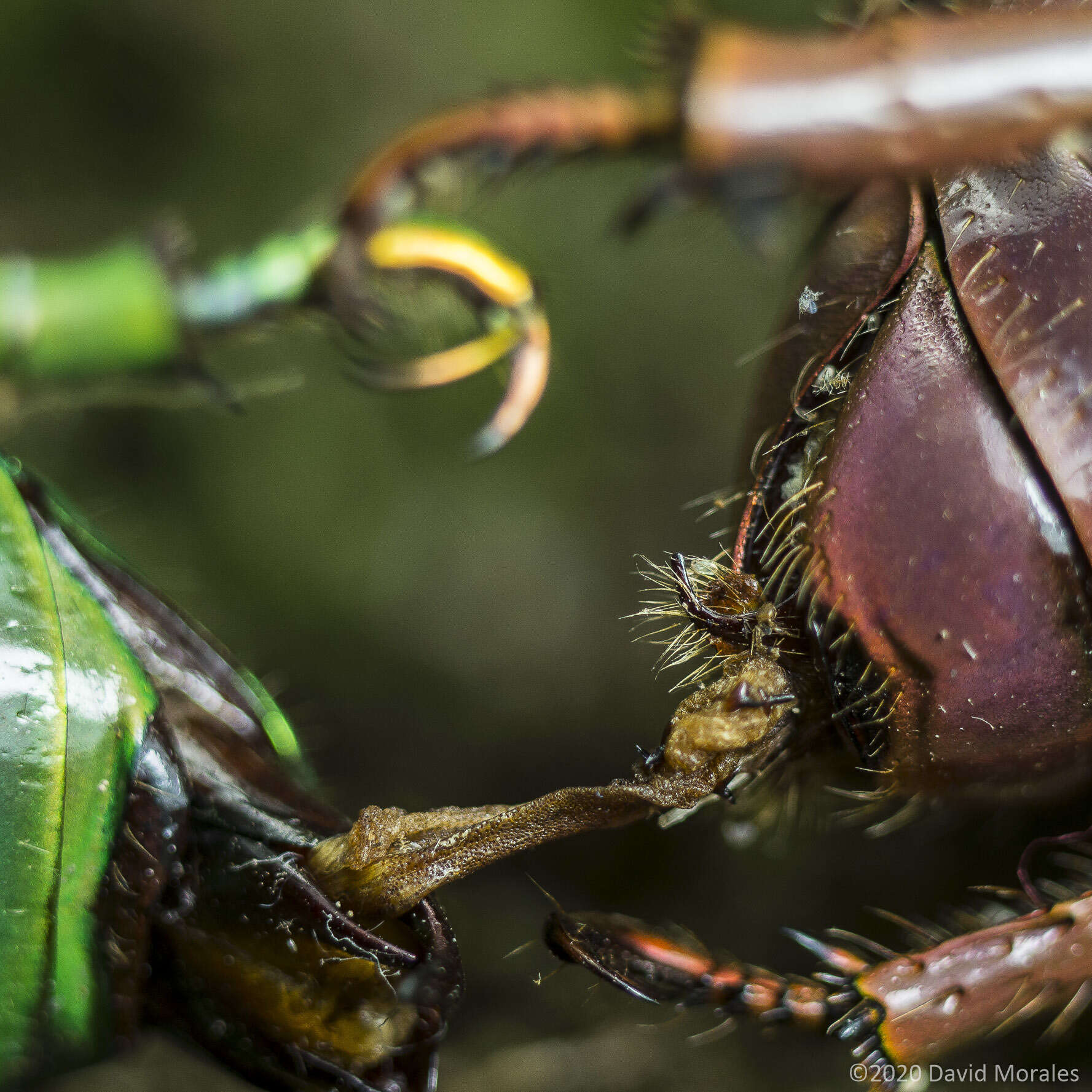 Imagem de Chrysina costata (Blanchard 1850)