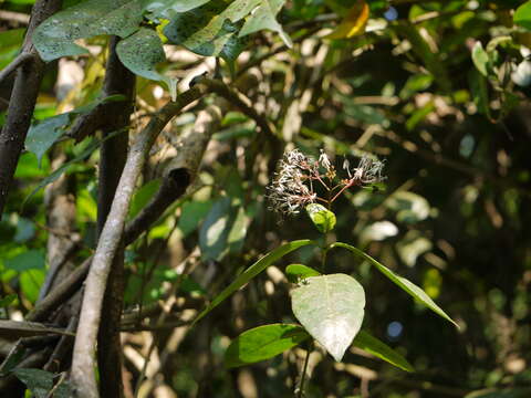 Image of Ixora nigricans R. Br. ex Wight & Arn.