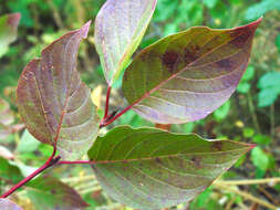 Image of western dogwood