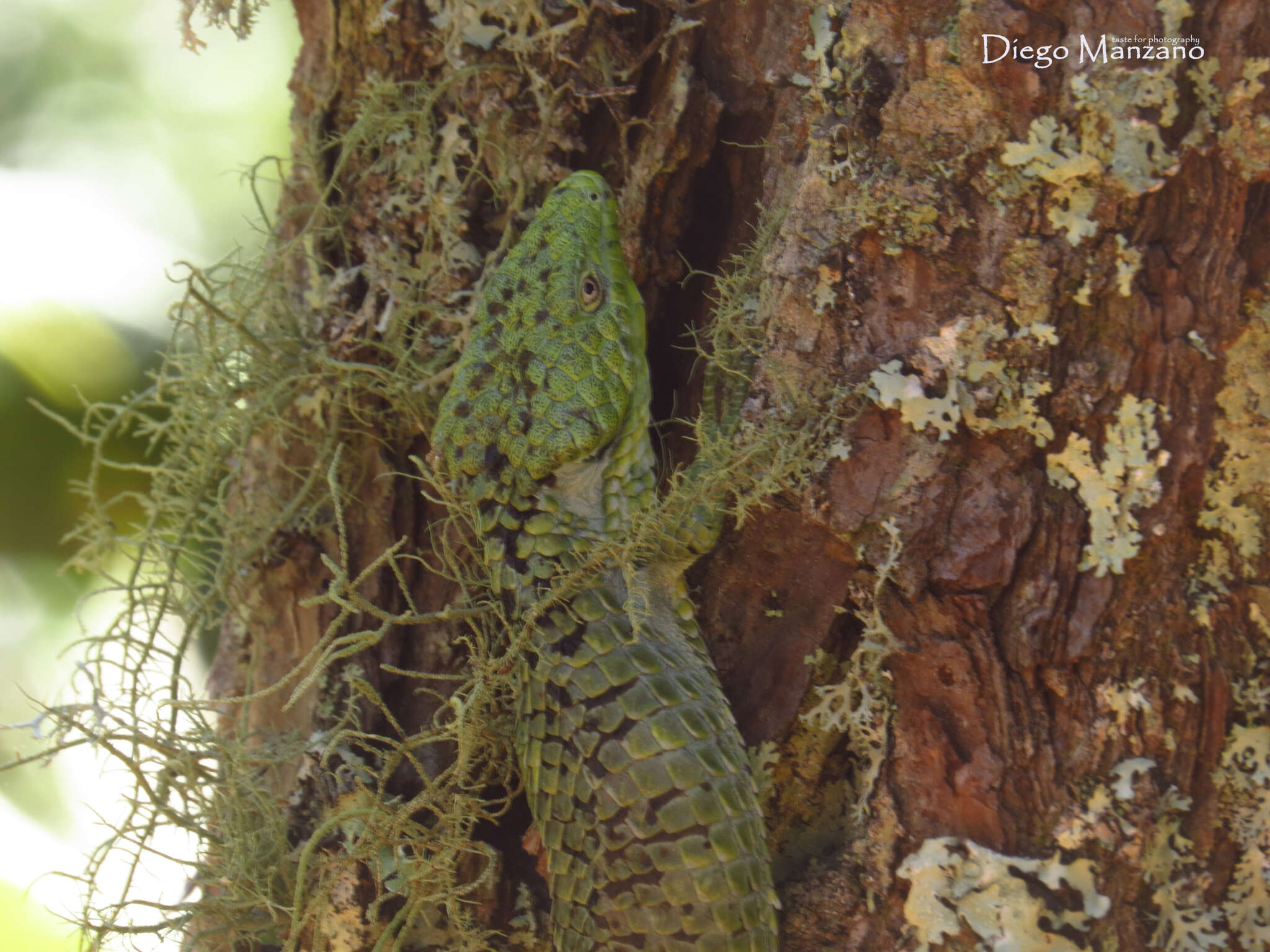 Image of Mixtecan Arboreal Alligator Lizard