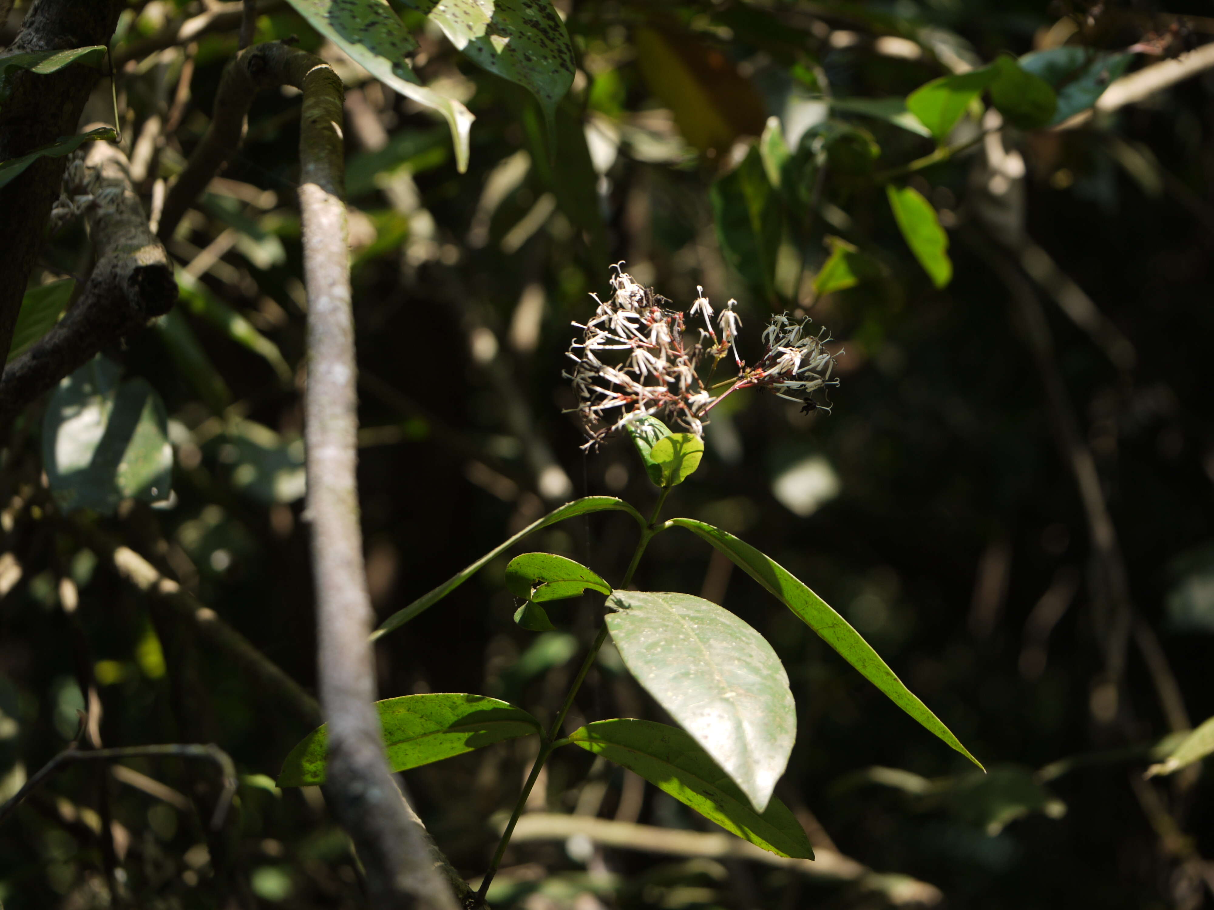 Image of Ixora nigricans R. Br. ex Wight & Arn.