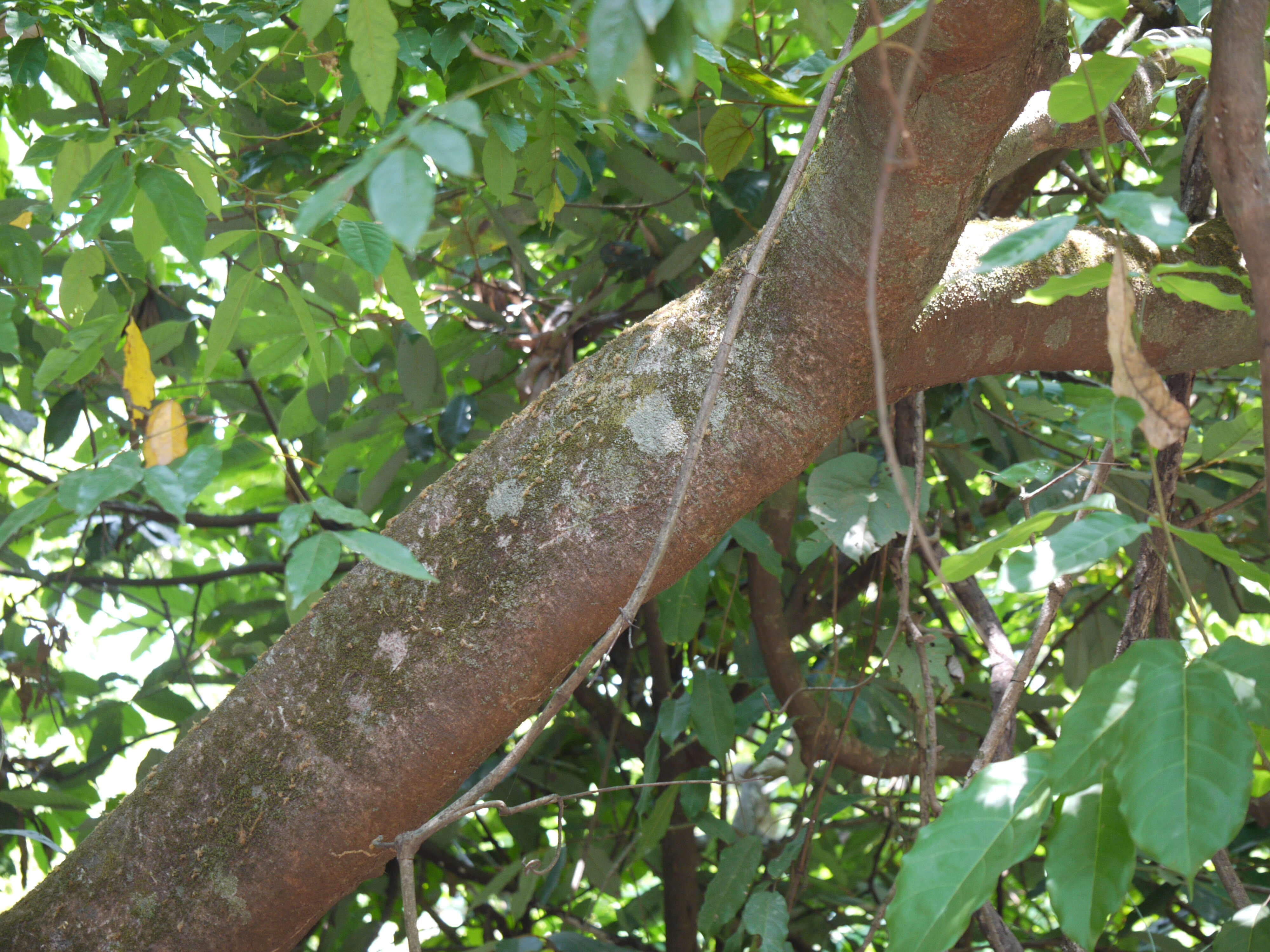 Image of Archidendron bigeminum (L.) I. C. Nielsen