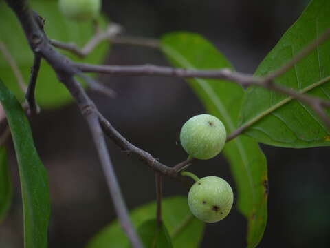 Imagem de Ficus nervosa Heyne ex Roth