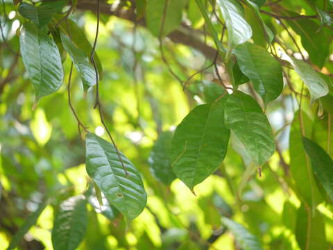 Image of Ficus nervosa Heyne ex Roth