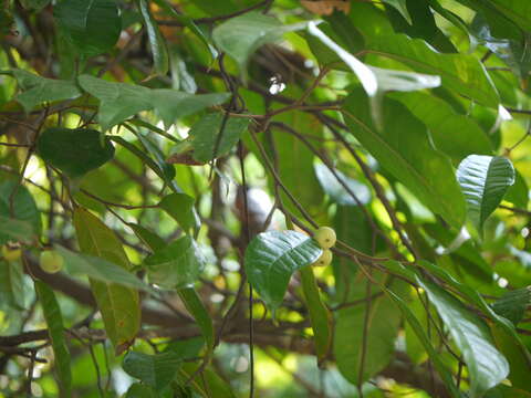 Image of Ficus nervosa Heyne ex Roth